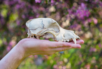Animal skull, hand, flowering, summer, creative photography, art, cute, beautiful, subjective photography, unusual, art, style, creative