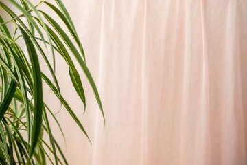 Soft orange curtain fabric, translucent tulle, tropical ficus Ficus Alii, binnendijkii on side,...
