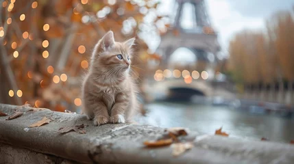 Foto op Canvas kitten at the Eiffel Tower © Aliaksei