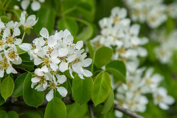Pear blossom. White buds. Fruit tree flower. Spring nature green