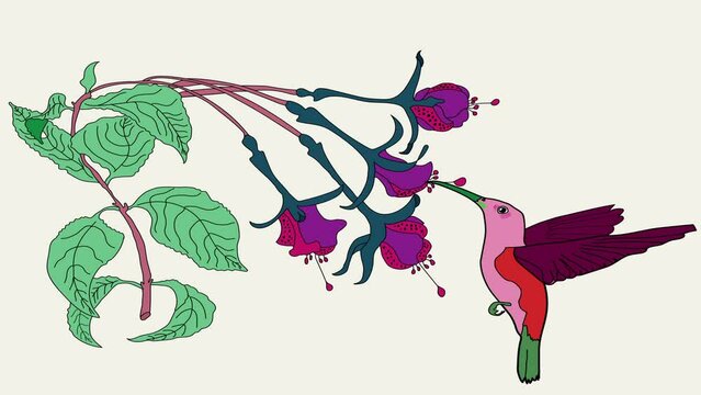 Animation of a hummingbird coming  to flower to take nectar.