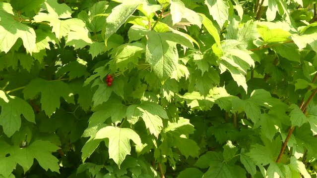 Viburnum opulus (common name guelder-rose) is species of flowering plant in family Adoxaceae (formerly Caprifoliaceae) native to Europe, northern Africa and central Asia.