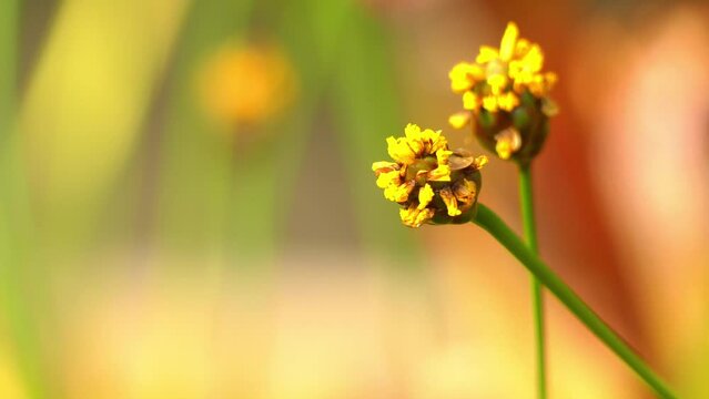 Xyris laxifolia is a New World species of flowering plants in the yellow-eyed-grass family. It is widespread in North America, South America and Mesoamerica.