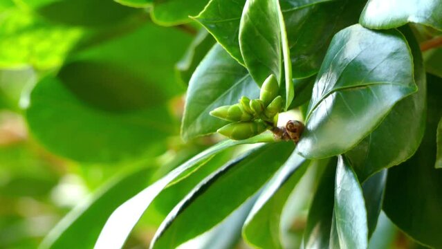 Camellia japonica Alba Plena