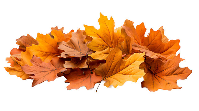 Bunch of fall oak leaves on white background 