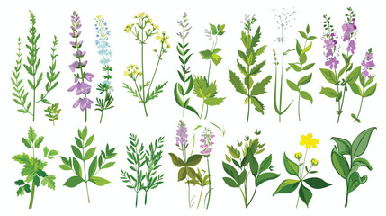 Fototapeta na wymiar Wild herbs set with names isolated Wildflowers herbs