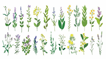 Wild herbs set with names isolated Wildflowers herbs - obrazy, fototapety, plakaty