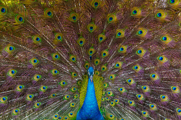 peacock,Peafowl or Pavo cristatus, live in a forest natural park colorful spread tail-feathers gesture elegance. At Suan Phueng, Ratchaburi, Thailand. Leave space for banner text input.