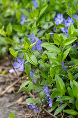 Periwinkle flower. Garden plant. Bud bloom Vinca leaves.