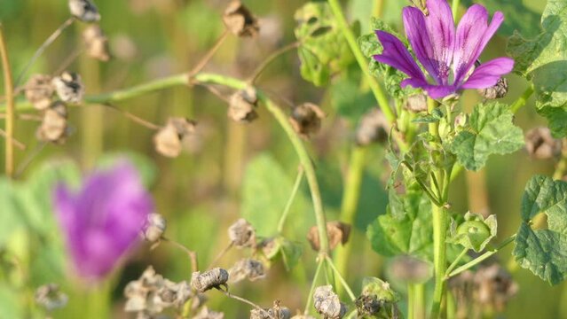 Malva sylvestris is species of mallow genus Malva in family of Malvaceae and is considered to be type species for genus. Known as common mallow to English-speaking Europeans.