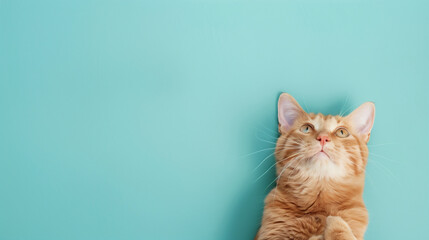 The cat looking up is on blue background with copy space