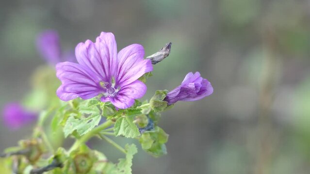 Malva sylvestris is species of mallow genus Malva in family of Malvaceae and is considered to be type species for genus. Known as common mallow to English-speaking Europeans.