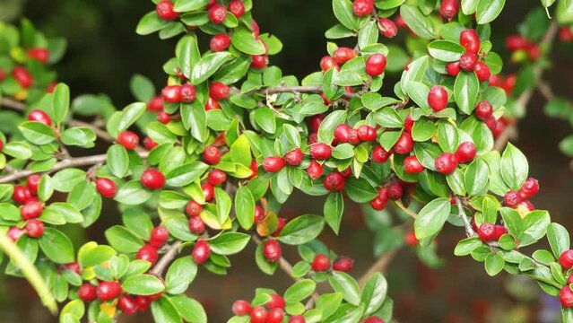Cotoneaster in rose family Rosaceae