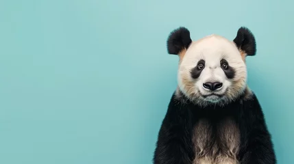  panda on blue background with copy space © Jeong Hyeon Seong
