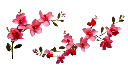 branch of pink flower isolated on white background. red flower branches