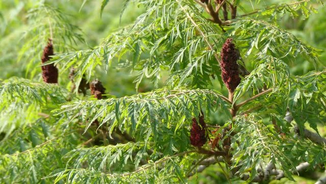Rhus typhina or hirta Dissectum, staghorn sumac is species of flowering plant in family Anacardiaceae, native to eastern North America. It is primarily found in southeastern Canada.