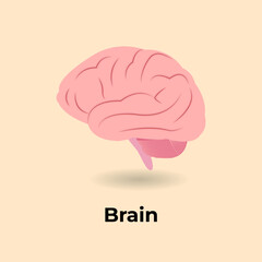 human brain illustration