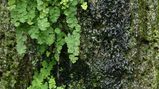 Adiantum capillus-veneris, the Southern maidenhair fern, black maidenhair fern, maidenhair fern, and venus hair fern, is a species of ferns in the genus Adiantum and the family Pteridaceae