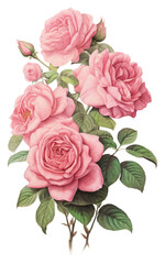 PNG Rose bouquet painting pattern drawing.