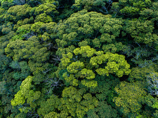 Naklejka premium 奄美の自然