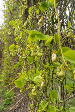 Flowers Aristolochia manshuriensis or Pipevine Manchuria. Liana bud plant. Botany is an endangered species. Green leaf.