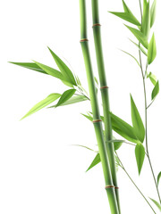 Fototapeta na wymiar PNG Bamboo backgrounds plant freshness