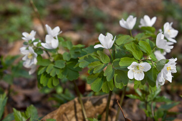 spring white periwinkle (oxalis)  close-up in the woods