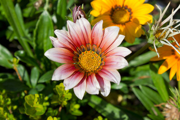 Close-up of a pink gazania flower in a garden bed