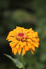 orange flower