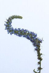 Dry pressed veronica spicata flower on a white background