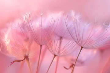  Close up of delicate dandelion seeds on pink background © Firn