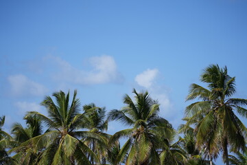 palmeras en san Andres islas