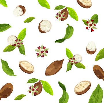 Seamless pattern of Cupuaçu (Theobroma grandiflorum),or cupuassu and copoasu, leaves, flower and nut isolated. Vector drawing. Botanical illustration. Healing Herbs.  