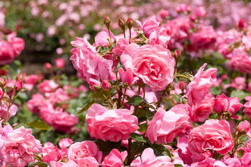 賑やかなバラ園