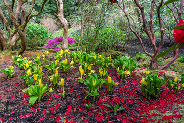 Fototapeta premium A lovely spring garden in bloom