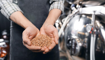 Man brewer checking barley and wheat from bag before brewing for craft beer on brewery factory