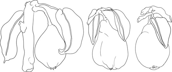 Hand drawn, line fresh pears. Pear outline drawing for coloring pages, label, poster, print