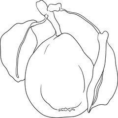 Hand drawn, line fresh pears. Pear outline drawing for coloring pages, label, poster, print