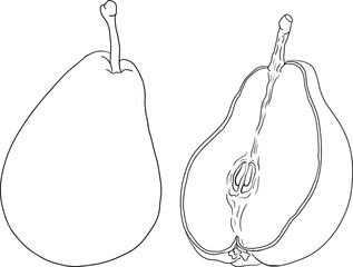 Hand drawn, line fresh pears. Pear outline drawing for coloring pages, label, poster, print