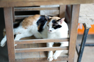 A big Thai cat is resting on the cloth cushion.