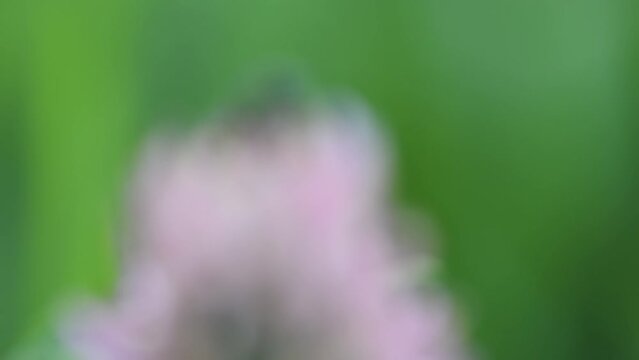 Focus transition: Labidostomis longimana is a species of short-horned leaf beetles belonging to the family Chrysomelidae, subfamily Clytrinae. Mating beetles on a flower clover.