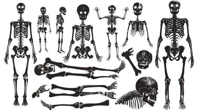 High quality detailed set of bones vector illustration