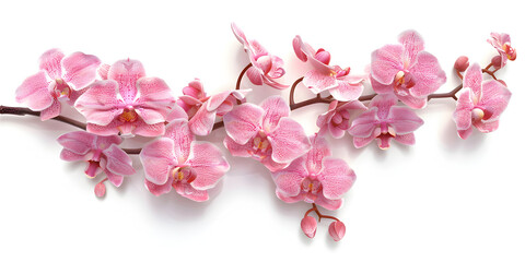 Vector realistic sakura tree twig with pink petal, Sakura flowers, cherry blossom isolated white background. 