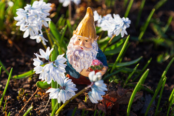 Cute tiny garden gnome standing in a bunch of pretty pale blue glory of the snow flowers in bloom during a sunny spring morning, Quebec City, Quebec, Canada