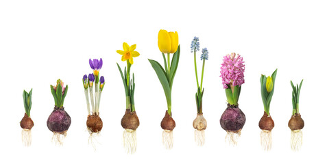 Growth stages of tulip, hyacinth, blue grape, crocus and narcissus from flower bulb to blooming flower isolated on a white background - obrazy, fototapety, plakaty