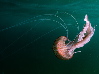 Pelagia noctiluca, medusa clavel en mar Mediterráneo.