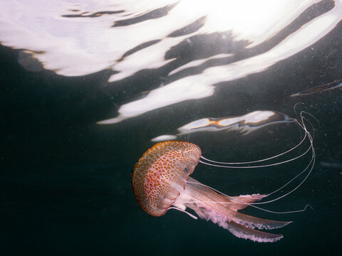 Medusa clavel mar Mediterraneo, Pelagia noctiluca