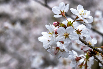 西山ダム下流公園の桜06