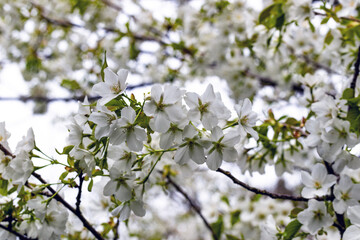 琴ノ尾公園の桜01