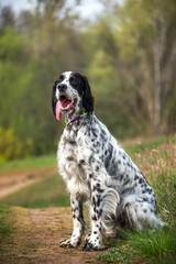 A charming white and black hunting dog of the English Setter breed sits on the road near the spring forest. Pheasant, partridge and woodcock hunting. Hunting dogs. Selective focus.